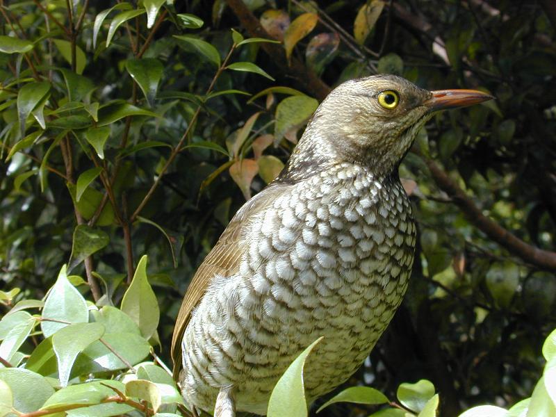 Regent_Bowerbird__Sericulus_chrysocephalus__012.jpg