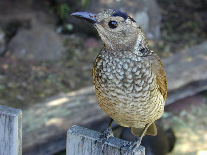 Regent_Bowerbird__Sericulus_chrysocephalus__013.jpg