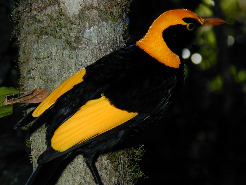 Regent_Bowerbird__Sericulus_chrysocephalus__014.jpg