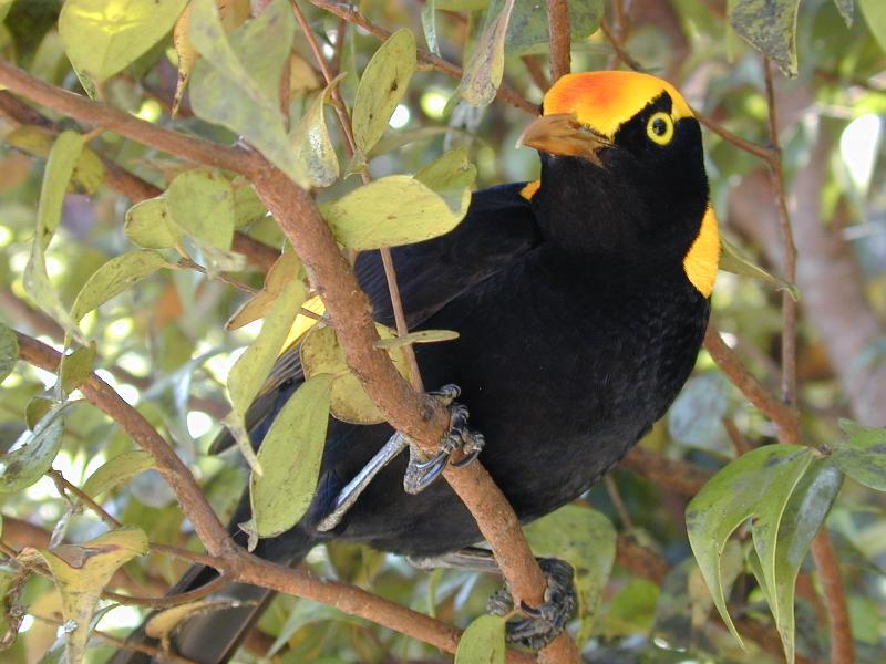 Regent_Bowerbird__Sericulus_chrysocephalus__015.jpg