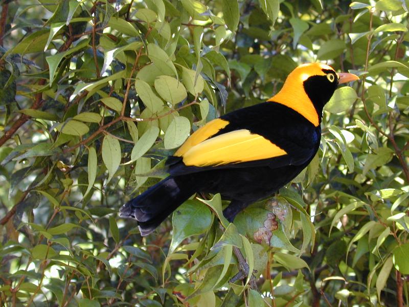 Regent_Bowerbird__Sericulus_chrysocephalus__016.jpg