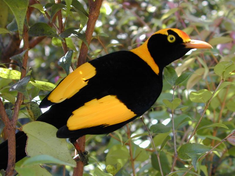 Regent_Bowerbird__Sericulus_chrysocephalus__017.jpg