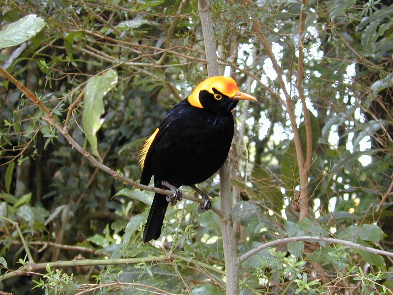 Regent_Bowerbird__Sericulus_chrysocephalus__018.jpg