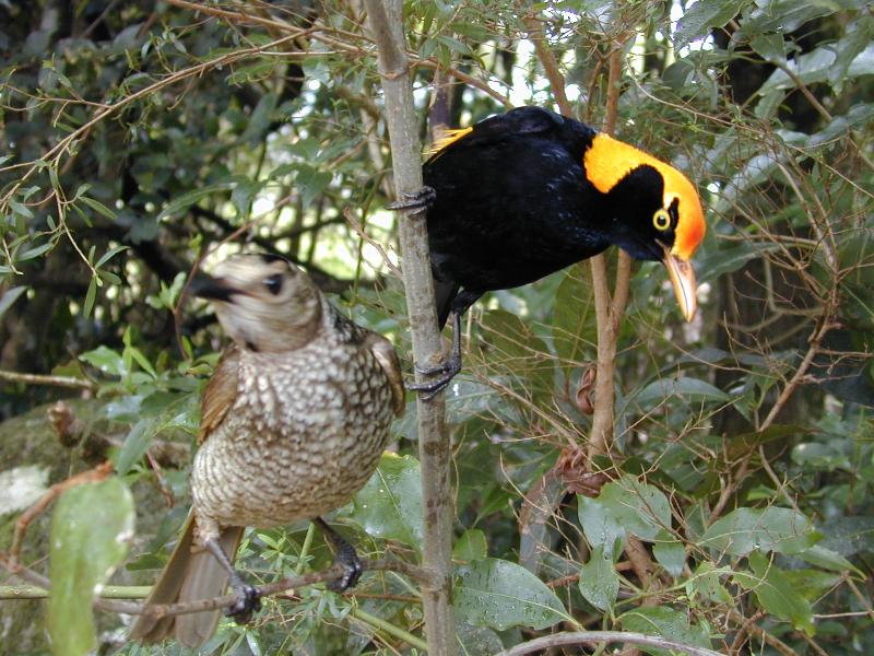 Regent_Bowerbird__Sericulus_chrysocephalus__019.jpg