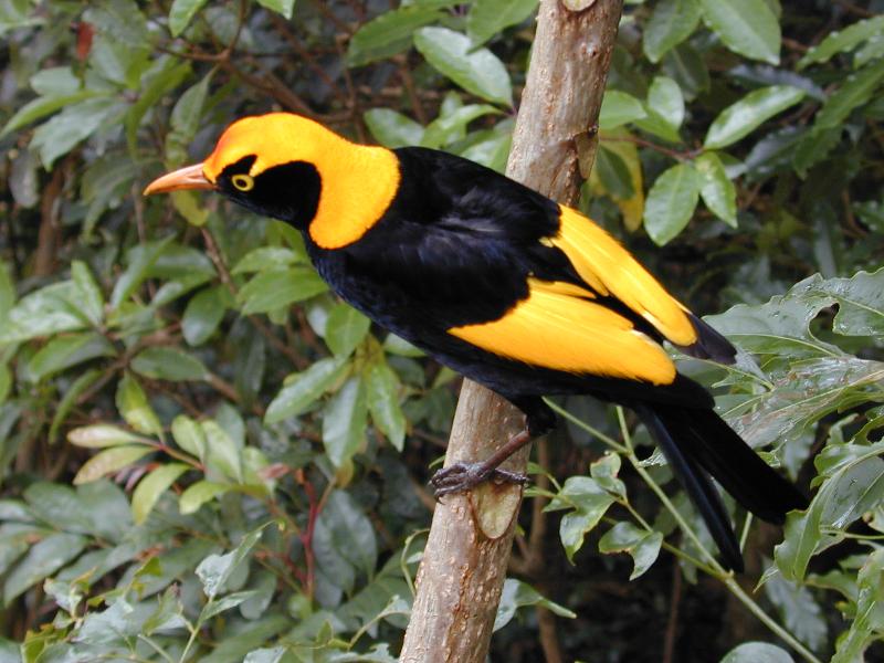 Regent_Bowerbird__Sericulus_chrysocephalus__020.jpg