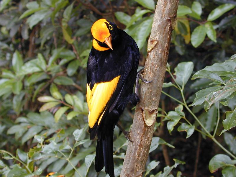 Regent_Bowerbird__Sericulus_chrysocephalus__022.jpg