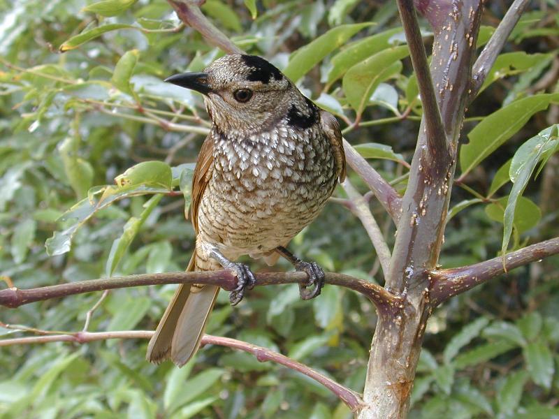 Regent_Bowerbird__Sericulus_chrysocephalus__023.jpg