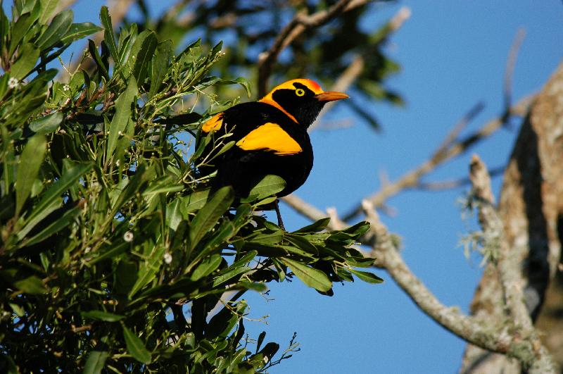 Regent_Bowerbird__Sericulus_chrysocephalus__024.jpg