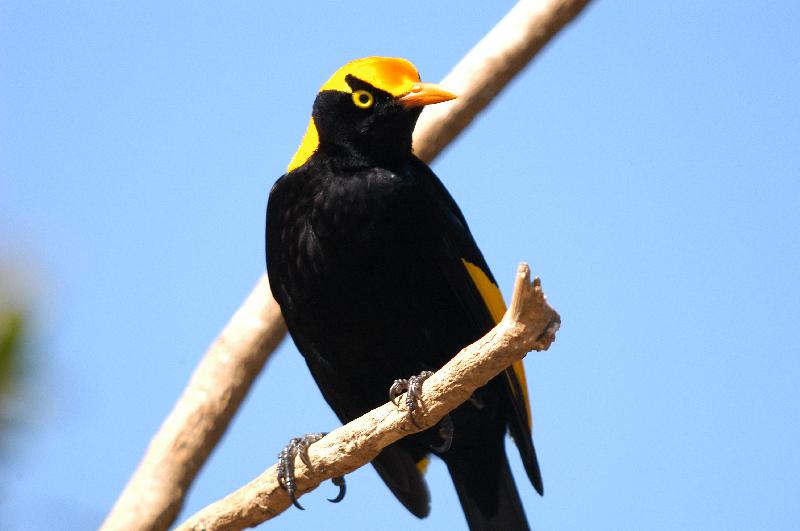 Regent_Bowerbird__Sericulus_chrysocephalus__026.jpg