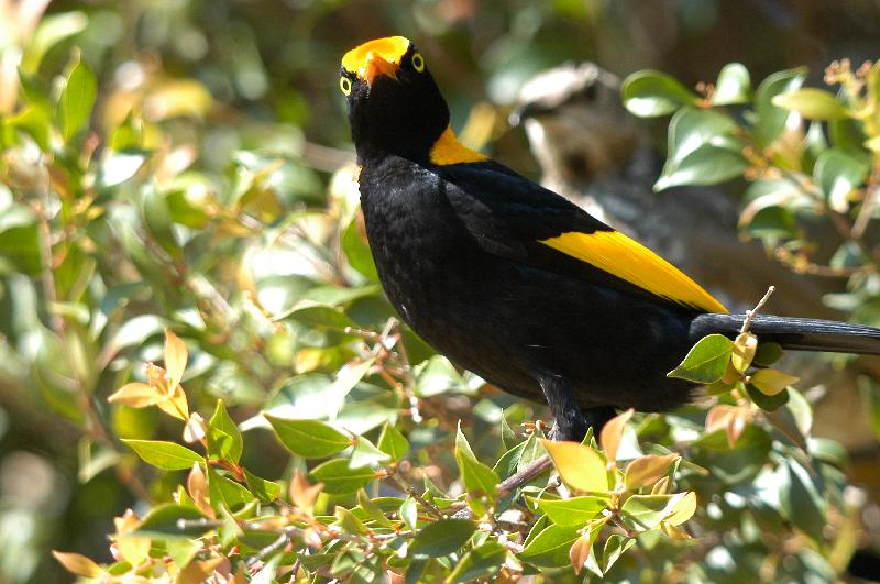 Regent_Bowerbird__Sericulus_chrysocephalus__028.jpg