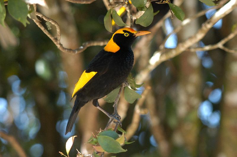 Regent_Bowerbird__Sericulus_chrysocephalus__029.jpg