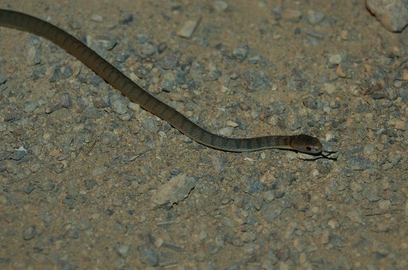 Rough-Scaled_Snake__Tropidechis_carinatus__004.jpg