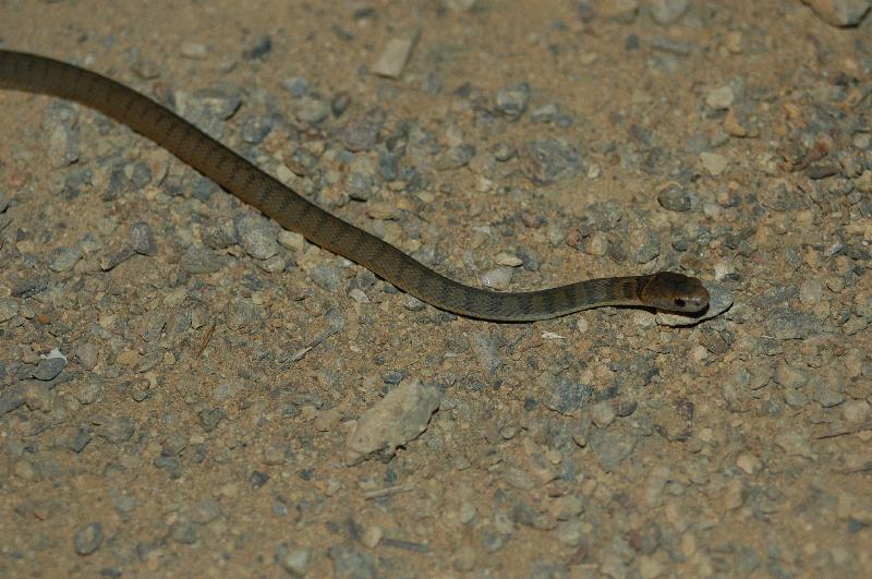 Rough-Scaled_Snake__Tropidechis_carinatus__005.jpg