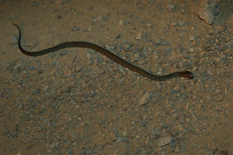 Rough-Scaled_Snake__Tropidechis_carinatus__006.jpg