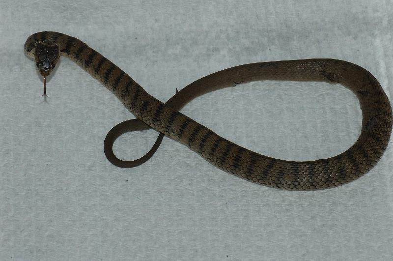 Rough-Scaled_Snake__Tropidechis_carinatus__008.jpg