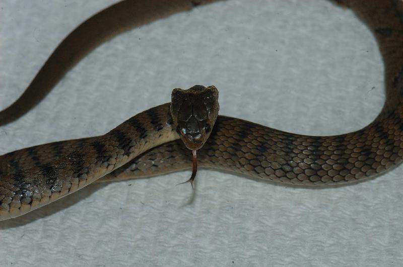 Rough-Scaled_Snake__Tropidechis_carinatus__009.jpg