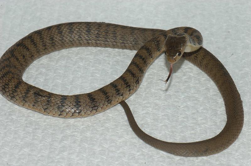 Rough-Scaled_Snake__Tropidechis_carinatus__018.jpg