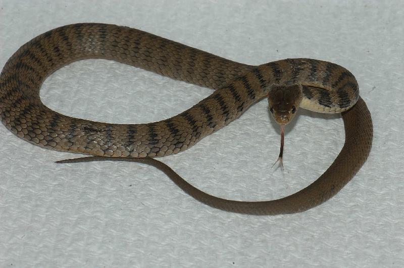 Rough-Scaled_Snake__Tropidechis_carinatus__020.jpg