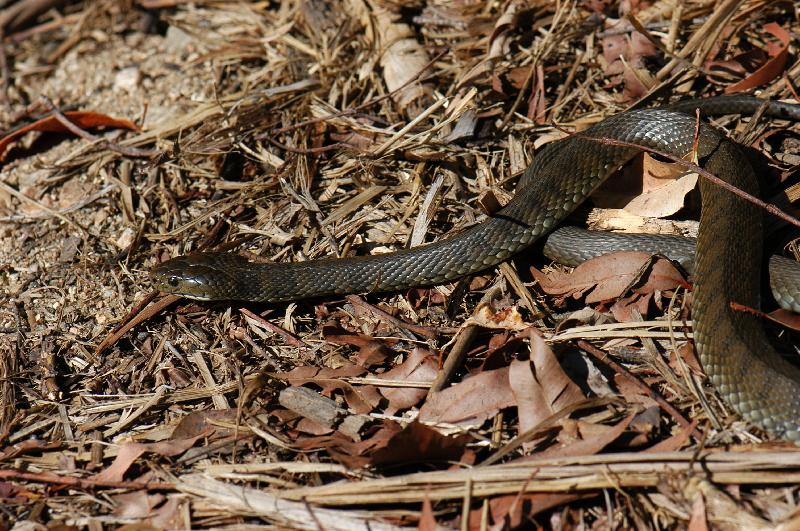 Rough-Scaled_Snake__Tropidechis_carinatus__021.jpg