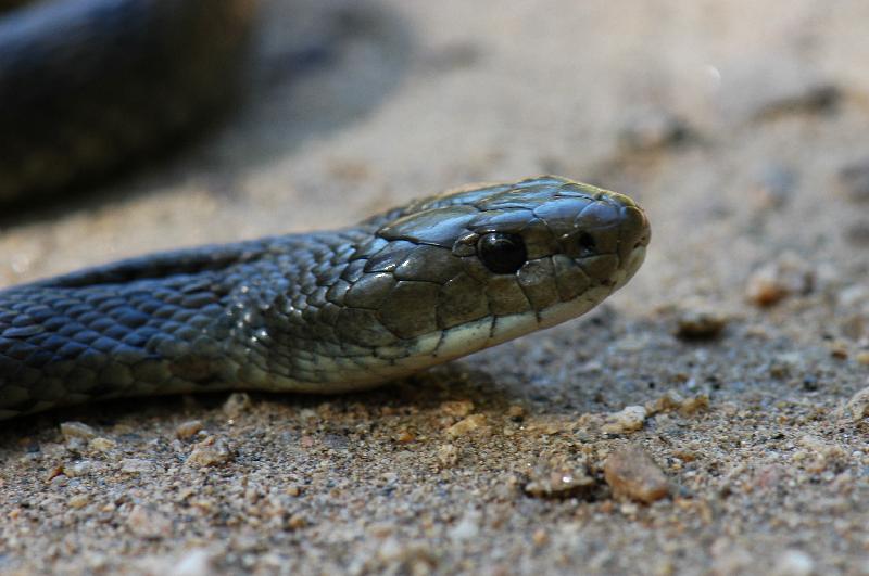 Rough-Scaled_Snake__Tropidechis_carinatus__022.jpg