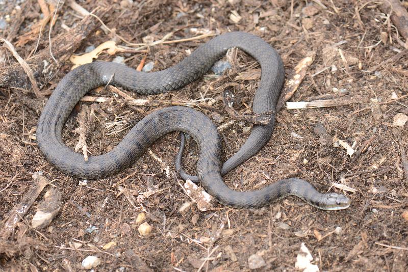 Rough-Scaled_Snake__Tropidechis_carinatus__025.jpg