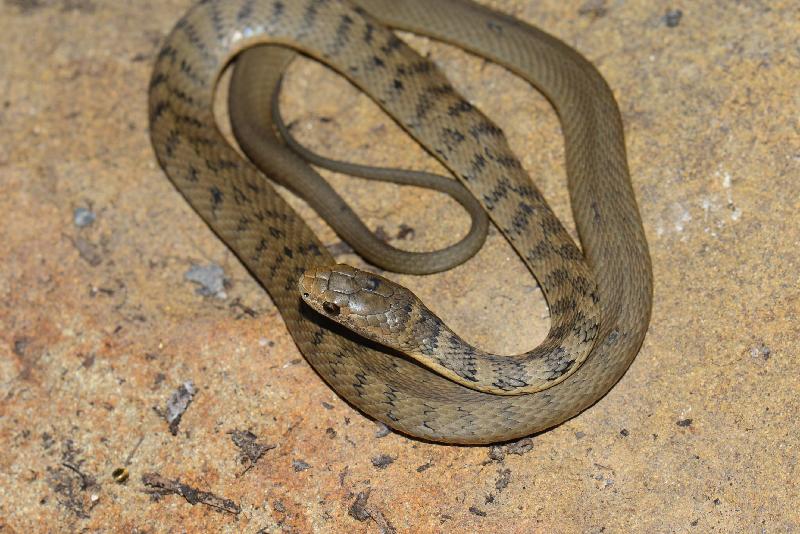 Rough-Scaled_Snake__Tropidechis_carinatus__031.jpg