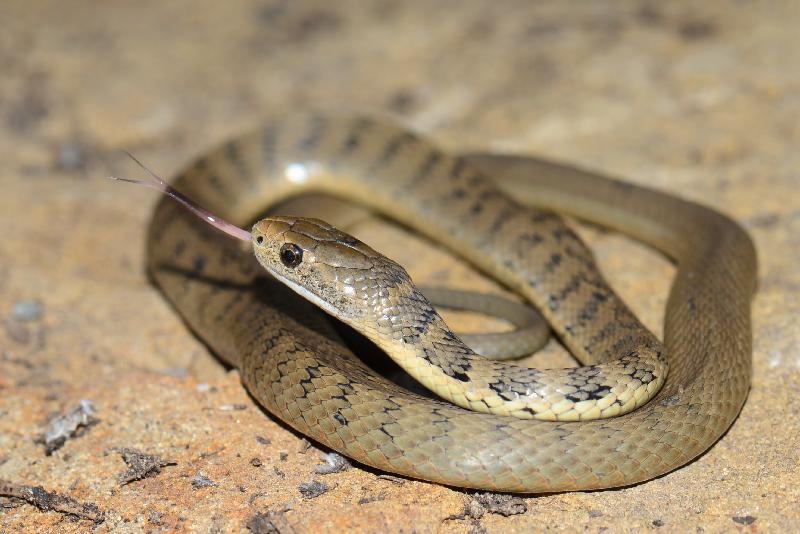 Rough-Scaled_Snake__Tropidechis_carinatus__033.jpg