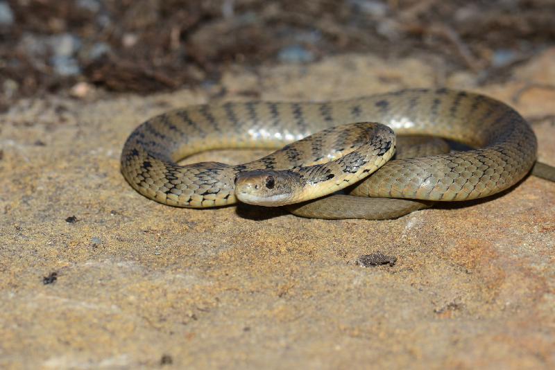 Rough-Scaled_Snake__Tropidechis_carinatus__034.jpg