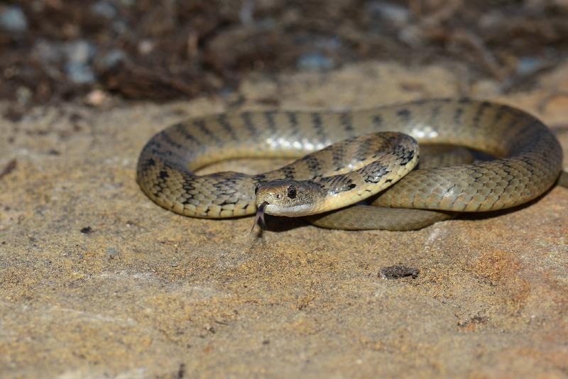 Rough-Scaled_Snake__Tropidechis_carinatus__035.jpg