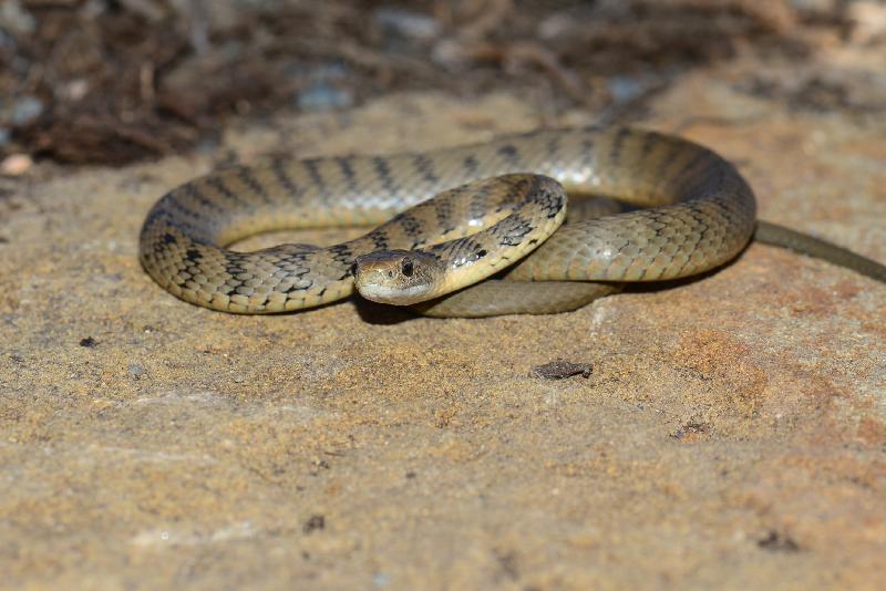 Rough-Scaled_Snake__Tropidechis_carinatus__036.jpg