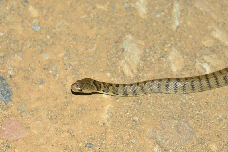 Rough-Scaled_Snake__Tropidechis_carinatus__042.jpg