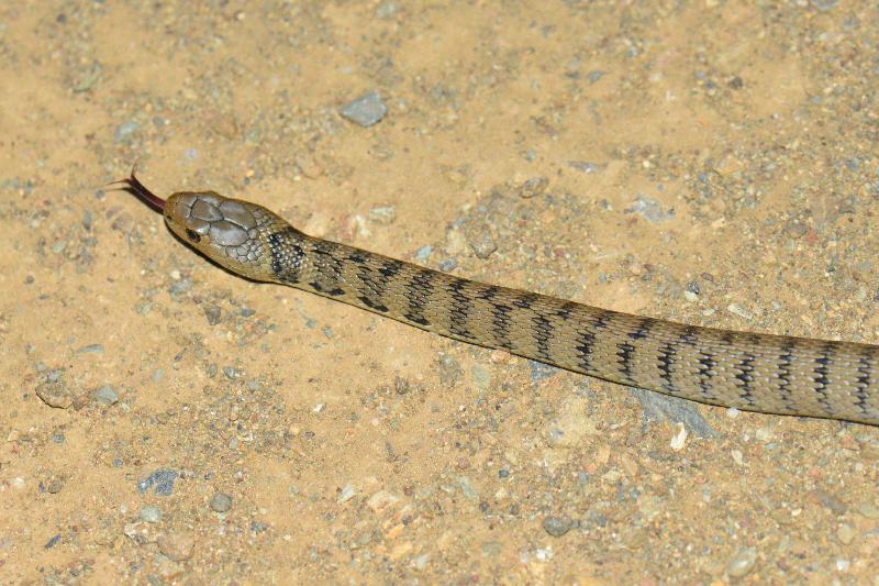 Rough-Scaled_Snake__Tropidechis_carinatus__043.jpg