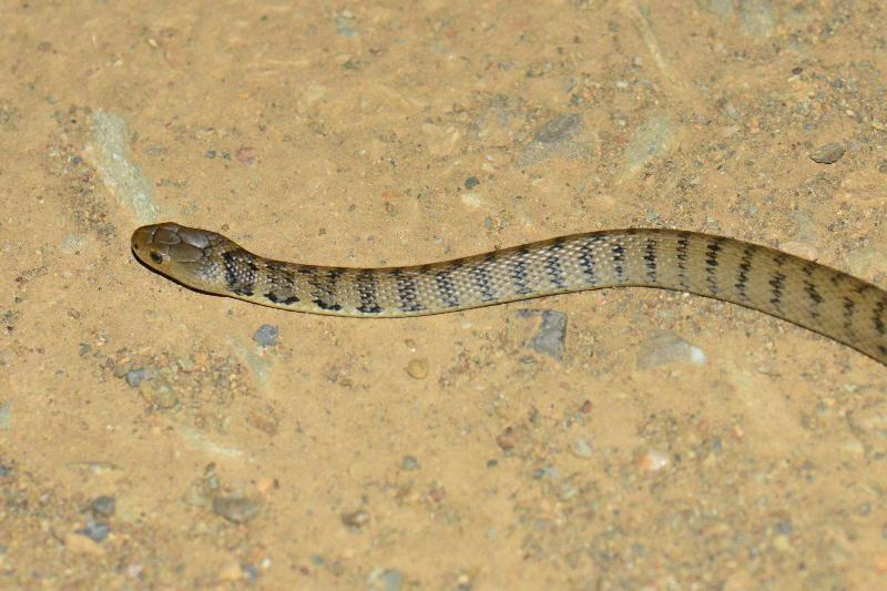 Rough-Scaled_Snake__Tropidechis_carinatus__044.jpg