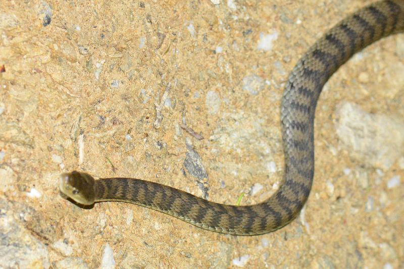 Rough-Scaled_Snake__Tropidechis_carinatus__045.jpg