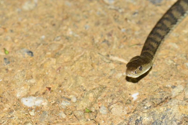 Rough-Scaled_Snake__Tropidechis_carinatus__046.jpg