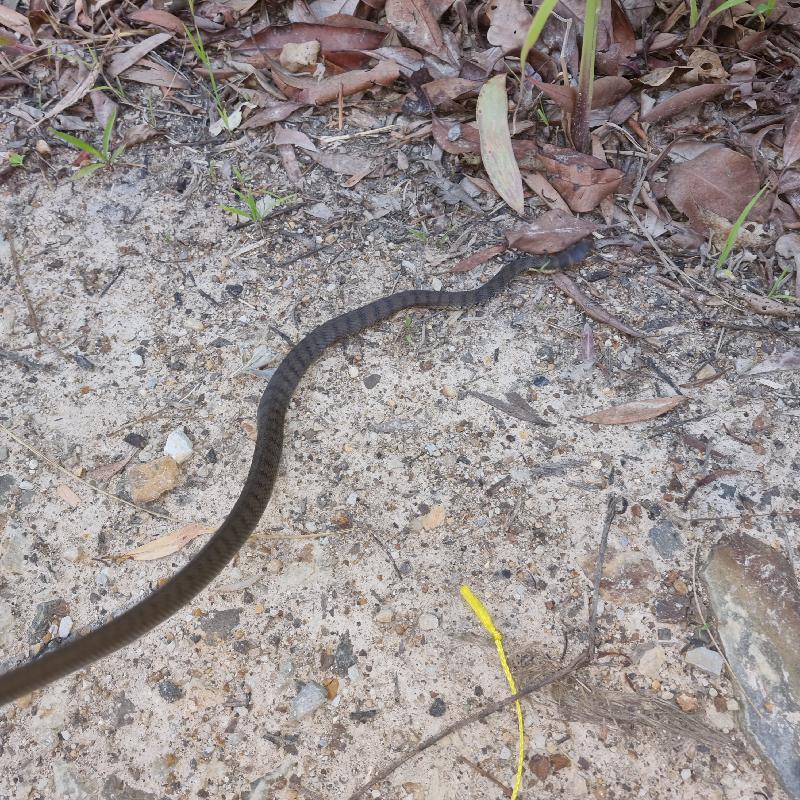 Rough-Scaled_Snake__Tropidechis_carinatus__048.jpg