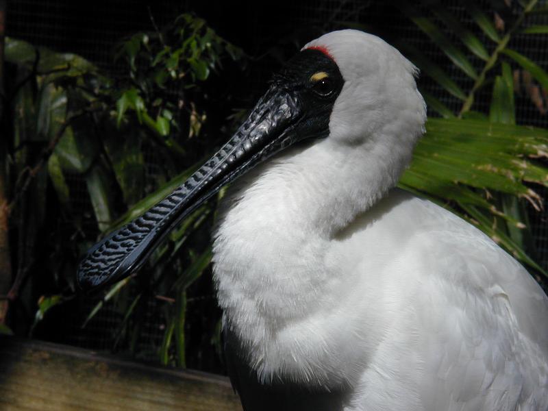 Royal_Spoonbill__Platalea_regia__001.jpg