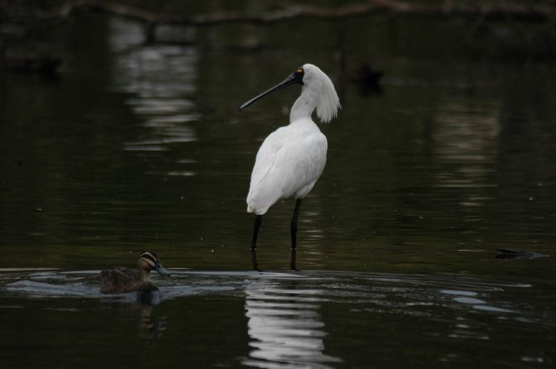 Royal_Spoonbill__Platalea_regia__004.jpg