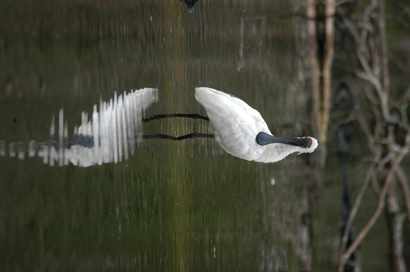 Royal_Spoonbill__Platalea_regia__005.jpg