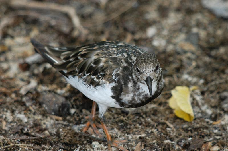 Ruddy_Turnstone__Arenaria_interpres__002.jpg