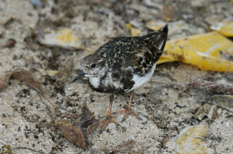 Ruddy_Turnstone__Arenaria_interpres__003.jpg