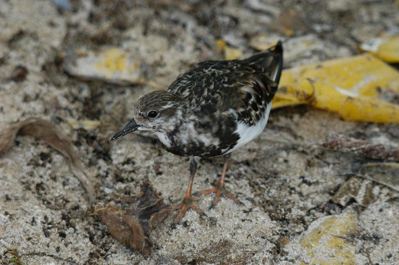 Ruddy_Turnstone__Arenaria_interpres__004.jpg