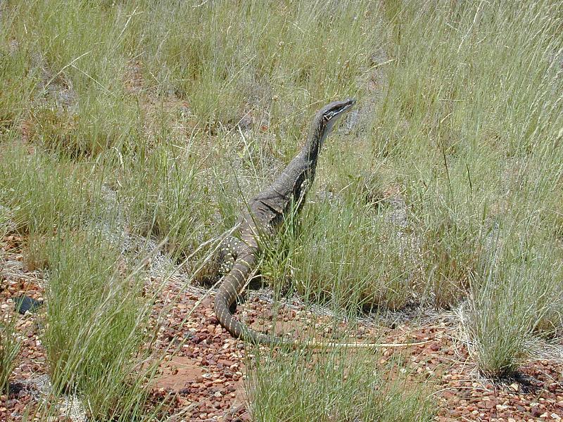 Sand_Goanna__Gould's_Goanna___Varanus_gouldii__001.jpg