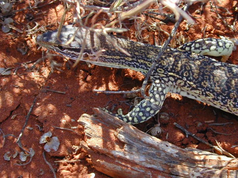 Sand_Goanna__Gould's_Goanna___Varanus_gouldii__002.jpg