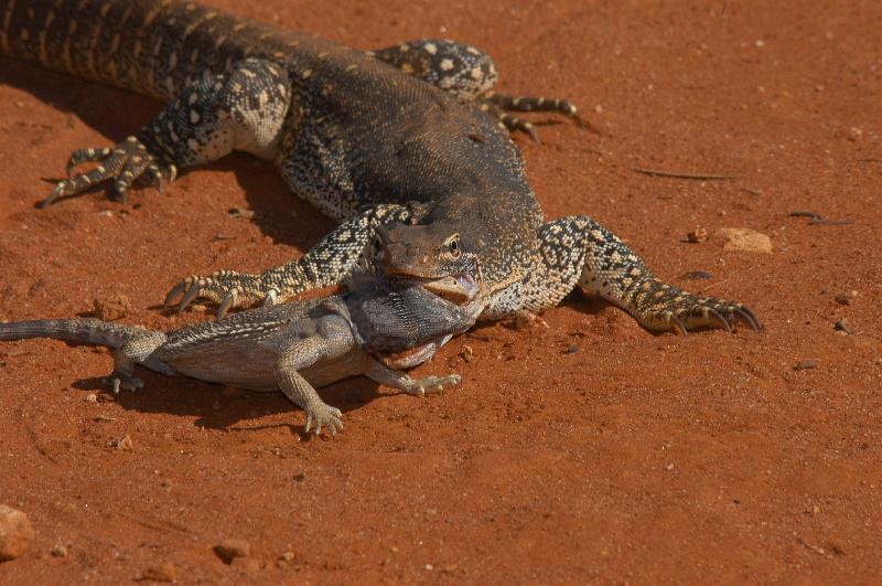 Sand_Goanna__Gould's_Goanna___Varanus_gouldii__005.jpg