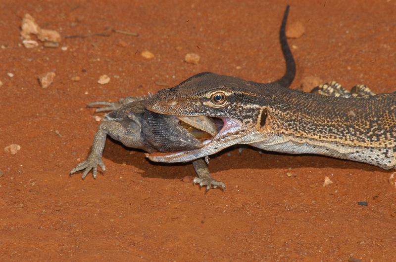 Sand_Goanna__Gould's_Goanna___Varanus_gouldii__010.jpg