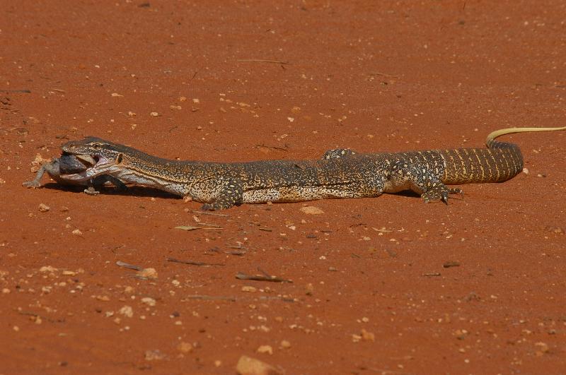 Sand_Goanna__Gould's_Goanna___Varanus_gouldii__011.jpg