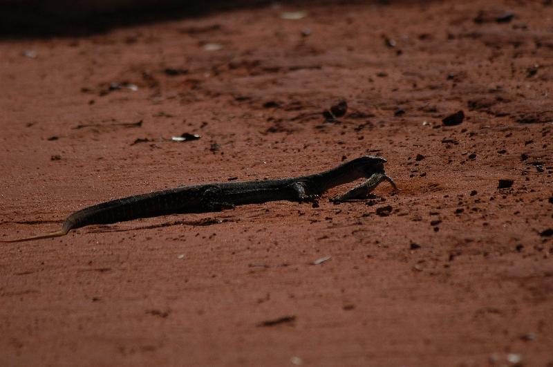 Sand_Goanna__Gould's_Goanna___Varanus_gouldii__014.jpg