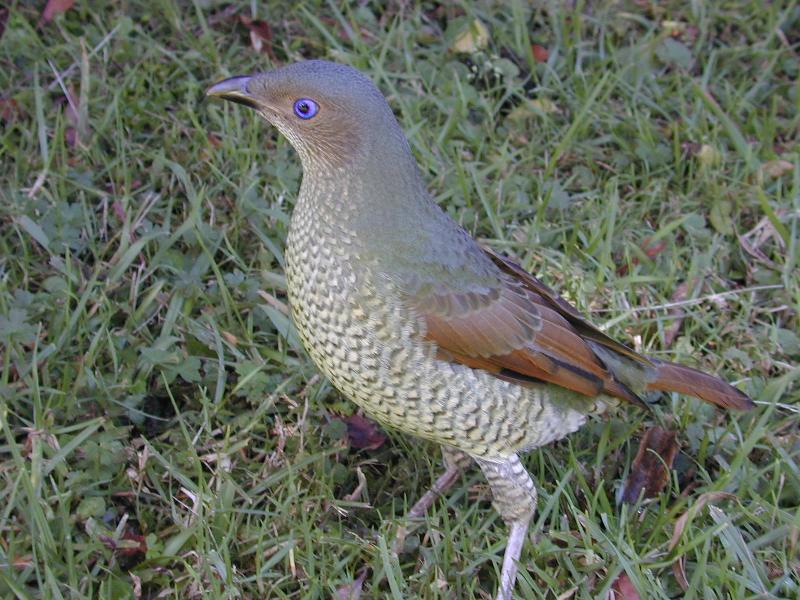 Satin_Bowerbird__Ptilonorhynchus_violaceus__003.jpg