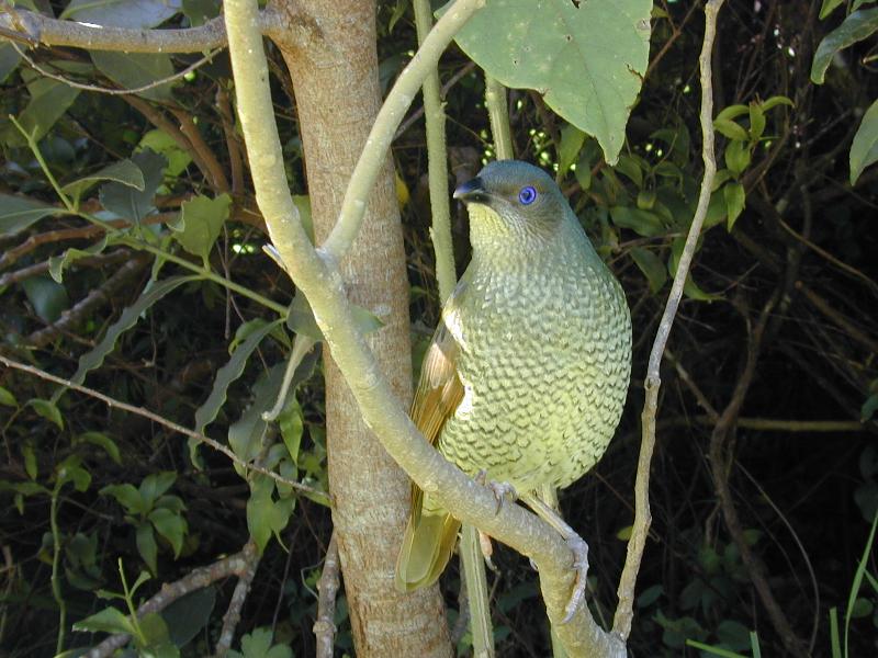 Satin_Bowerbird__Ptilonorhynchus_violaceus__004.jpg